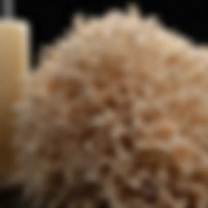 Close-up of key ingredients found in frizz control conditioners