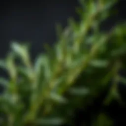 A close-up of rosemary leaves showcasing their rich green color and texture, symbolizing vitality.