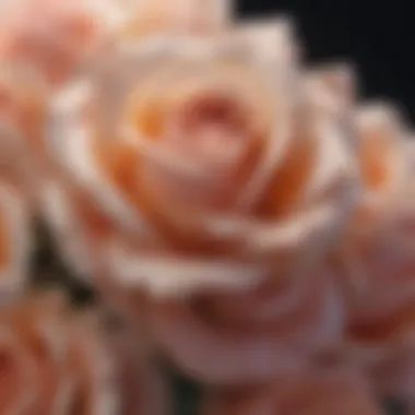 Close-up view of the delicate petals of Venus Fleur Roses