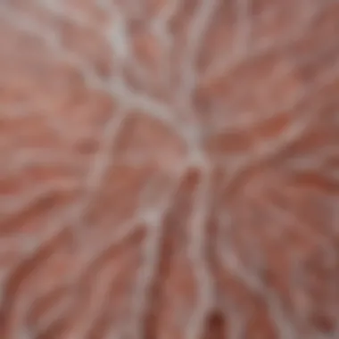 Microscopic View of Scalp Follicles Illustration showing a microscopic view of the scalp's follicles