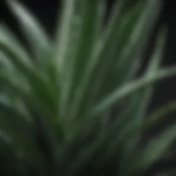 Aloe Vera Leaf - Natural Soothing Remedy