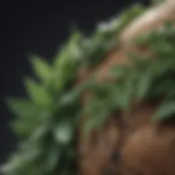 Botanical Extracts for Butt Acne